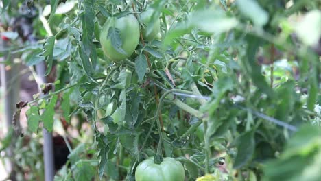 tomates verdes crecen en el jardín