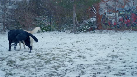 Perros-Jugando-En-La-Nieve-Blanca-De-Husky---Siberia