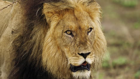 harige leeuw met manen die in safari lopen