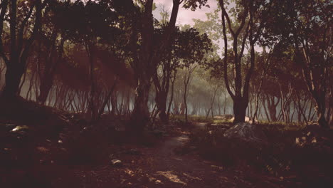 Bosque-Encantado-En-Luz-Mágica