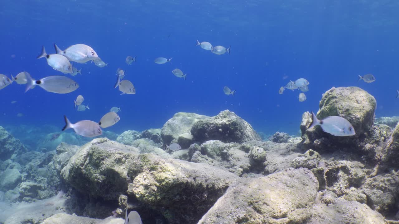 물속의 물고기 풍경 태양 빛 물속의 지중해 바다 빛 편안한 바다 풍경