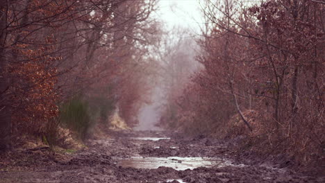 Static-view-over-a-wet-muddy-countryside-dirt-path-with-muddy-puddles-during-evening-time-with-dense-vegetation-on-both-sides