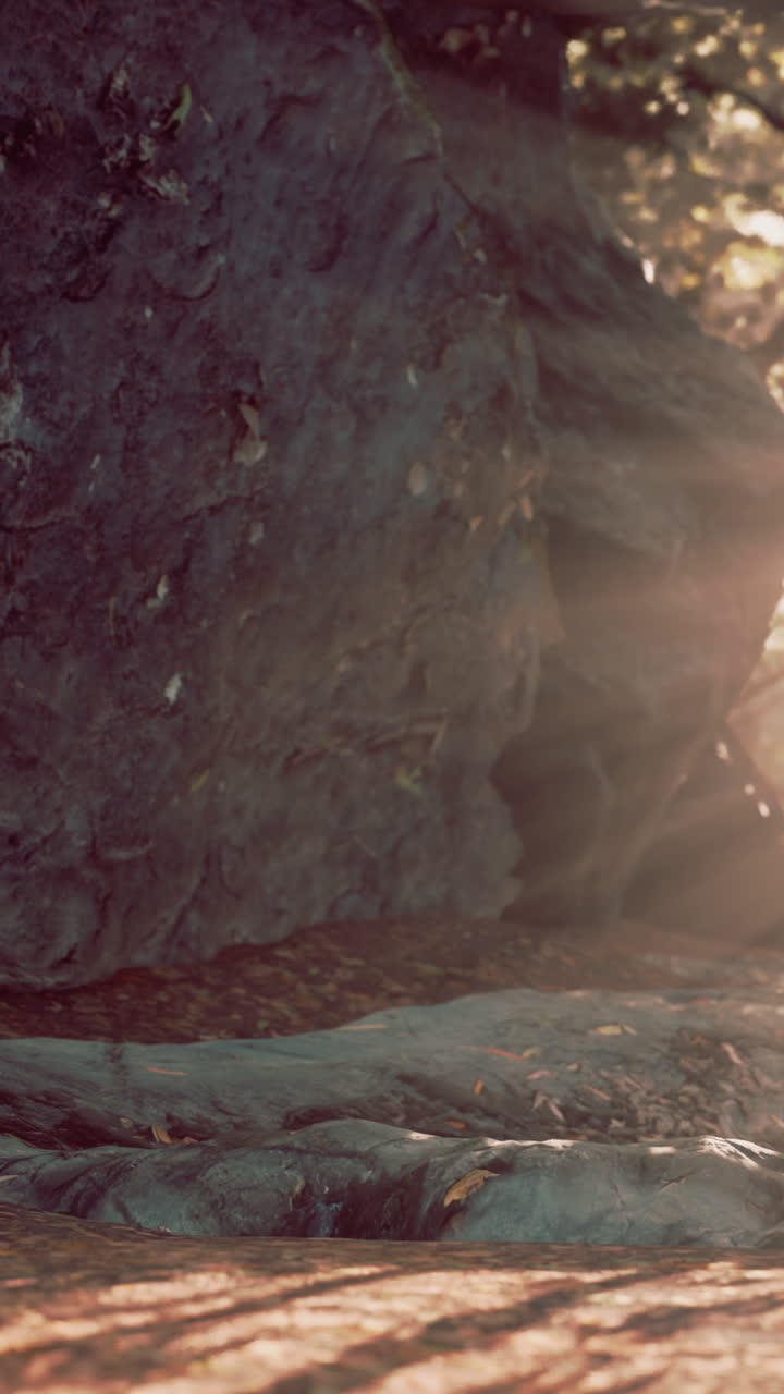 숲 속 의 빛 이 비치는 하천