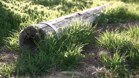 large wood stick laying down of the ground field