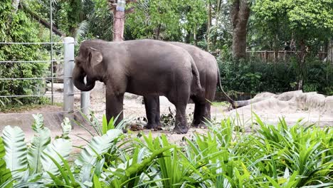 elefante asiático gigante, elephas maximus comiendo hierba y vegetación verde con turistas caminando en la plataforma en el fondo del zoológico de vida silvestre de singapur, reservas de mandai, tiro estático