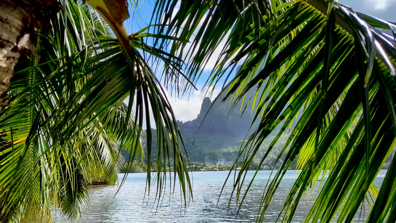 Pohled skrze kokosové palmy na oceán na exotickém tropickém ostrově Moorea, Francouzská Polynésie.