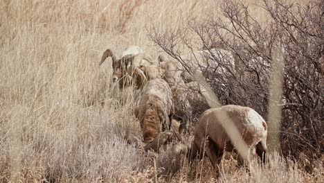 bighorn sheep grazing in the dry grass at garden of the gods, colorado springs, sunny day