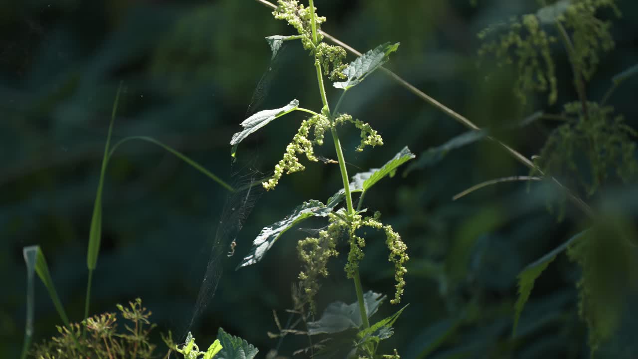 una pequeña nube de polen escapa de una planta de ortiga cuando pasa una suave ráfaga de viento