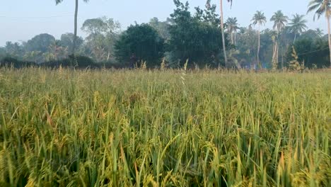 Granos-De-Arroz-Madurando-En-El-Tallo-Listos-Para-La-Cosecha,-Campo-De-Arroz-Listo-Para-La-Cosecha