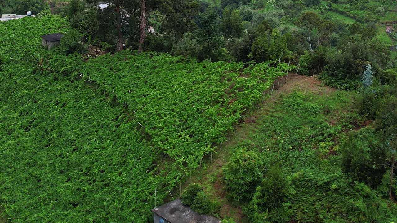 Lush green vineyards stretch across the hills of Madeira in Portugal