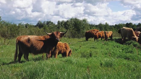 Hochlandrinder-Sind-Auf-Der-Wiese