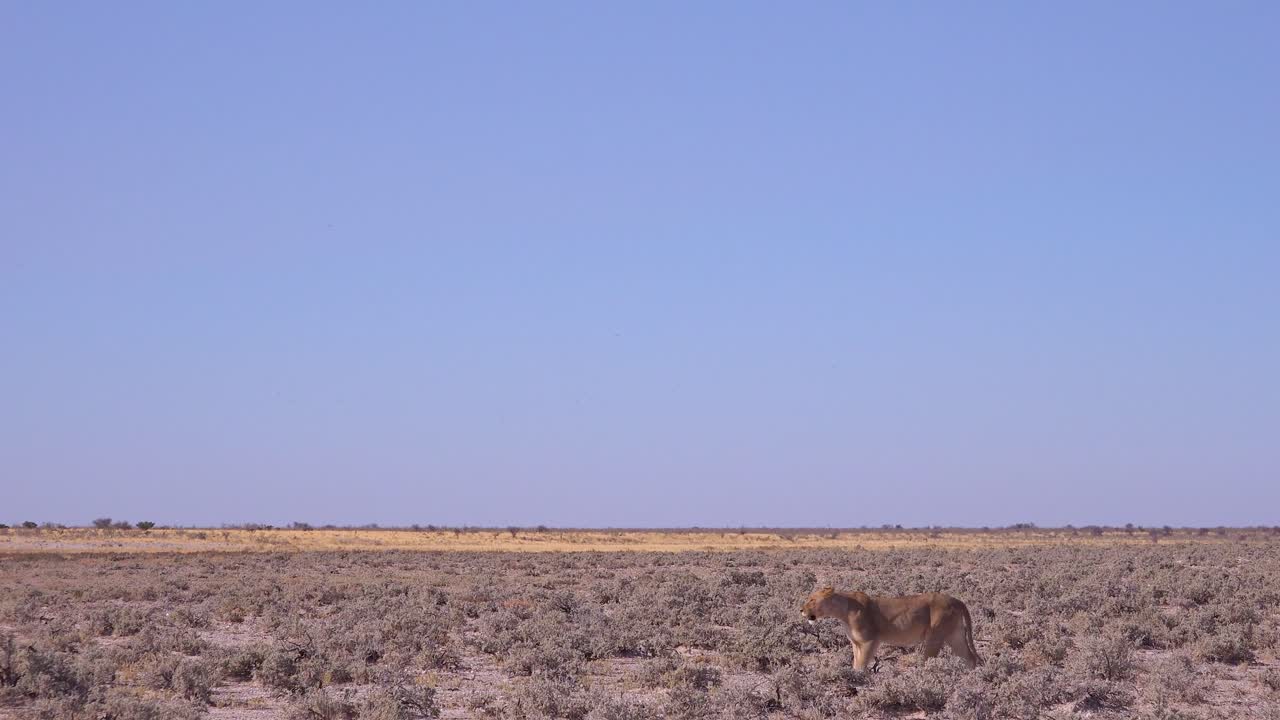 una leona caza en la vasta llanura de sabana seca de áfrica en el parque nacional etosha namibia