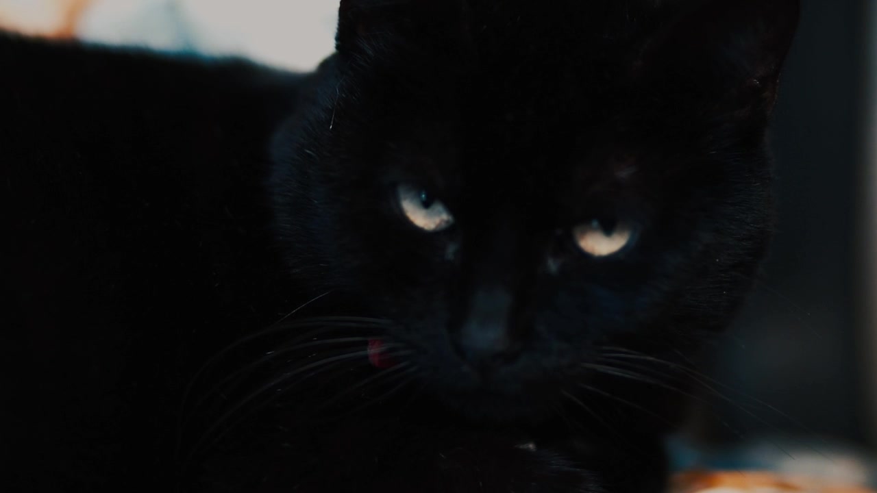 Superstição Misteriosa de Halloween: Gato preto olhando diretamente para você. Felino fêmea adulto, a janela para a sua alma.