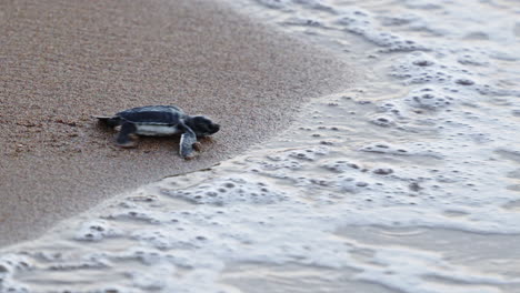 baby sea turtle crawling on a sandy beach towards the ocean