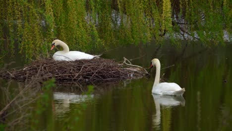 a swan sits in a nest on a pond 03