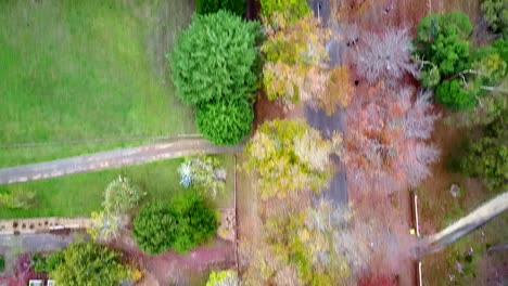 aerial footage along autumn trees in honour avenue in macedon, central victoria, australia