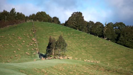 Manada-De-Ciervos-Se-Paran-En-La-Colina-En-El-Paddock-Del-Campo-De-Hierba,-Nueva-Zelanda