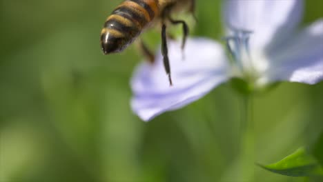 macro shot of wild bee on flower collecting nectar and flying away