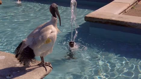 A-labeled-Australian-White-Ibis-is-sunbathing-near-a-fountain