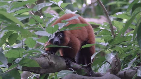 lémur rufo rojo ladrando para llamar a otros desde un árbol en el recinto abierto del zoológico