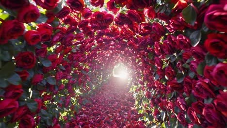 red roses forming a tunnel with a bright light illuminating the path ahead, evoking feelings of love, romance, and the magic of valentine's day celebrations