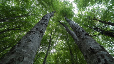 Lapso-De-Tiempo-Controlado-Por-Movimiento-Pasando-A-Través-De-árboles-Bosque-Verde-Otoño-ángulo-Bajo