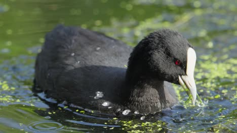 Australisches-Blässhuhn-Ernährt-Sich-Von-Wasserpflanzen-In-Einem-See