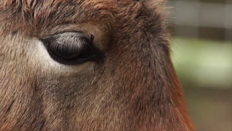 Primer-Plano-Del-Ojo-Del-Caballo-De-Przewalski-Parpadeando