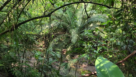 手付かずの熱帯林の植物や植生をゆっくりと台車から眺める