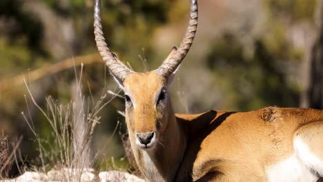 Lechwe-Antelope-Lying-On-The-Ground-Looking-At-Camera-On-A-Sunny-Day-In-Summer