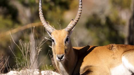 antílope lechwe tirado en el suelo mirando a la cámara en un día soleado en verano