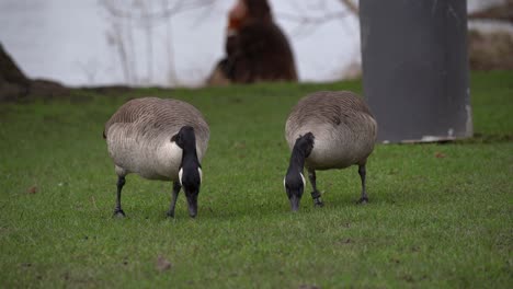 canada geese grazing on grass in heidelberg park, germany