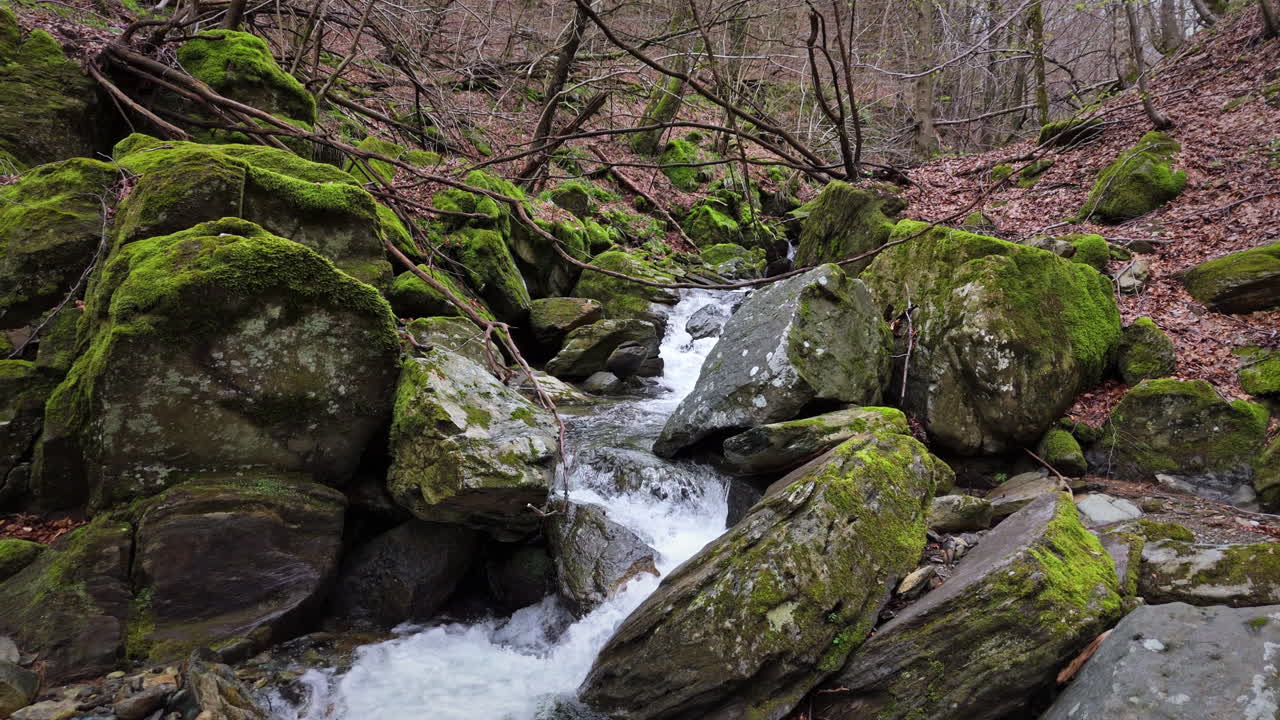 Flowing stream among moss-covered rocks in a tranquil forest setting