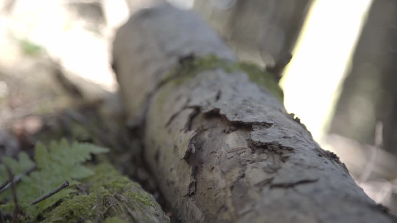 primer plano del tronco en el bosque de abetos