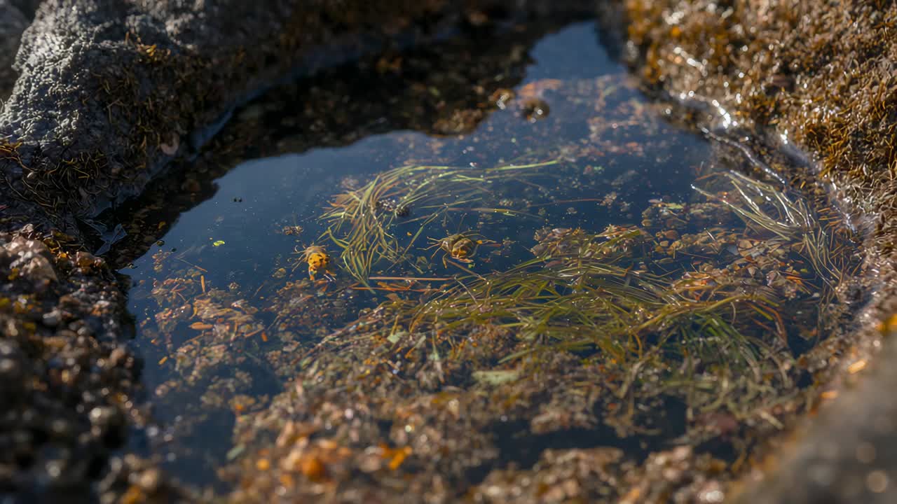 Glinting sunlight nudging tide pool rippling on coast, seagrass shifting, yellow creature moving