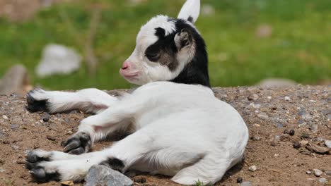 Cabrito-Blanco-Y-Dulce-Se-Acostó-En-El-Suelo-Para-Dormir