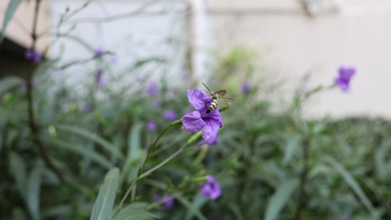 la abeja visita varias flores en un jardín.