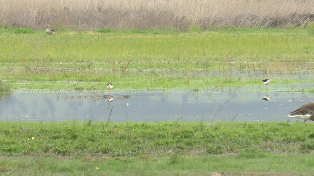 Geese in a Wetland