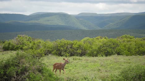 female kudu walks calmly in meadow with rolling green hills beyond