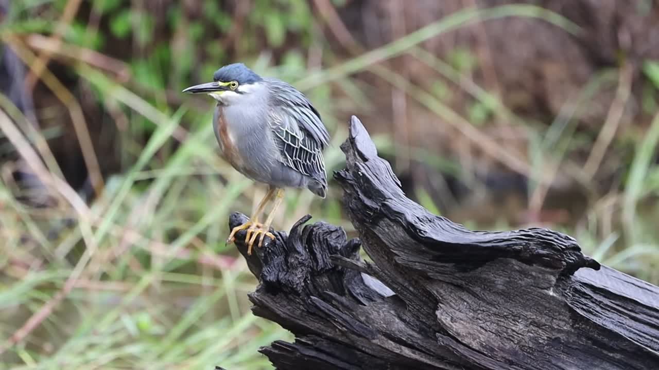 Striated heron perched on tree stump shakes out feathers and fly off after rain