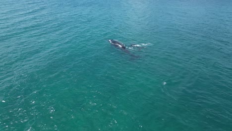 Humpback-whales-swimming-on-sea-water-surface