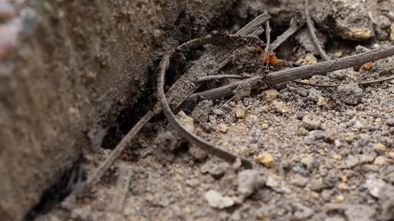 enjambre de hormigas negras, lasius niger, atacando una araña de jardín común, araneus diadematus, en un jardín del reino unido