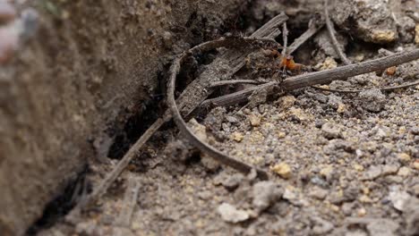 Swarm-of-black-ants,-Lasius-Niger,-attacking-a-Common-Garden-Spider,-Araneus-Diadematus,-in-a-UK-garden