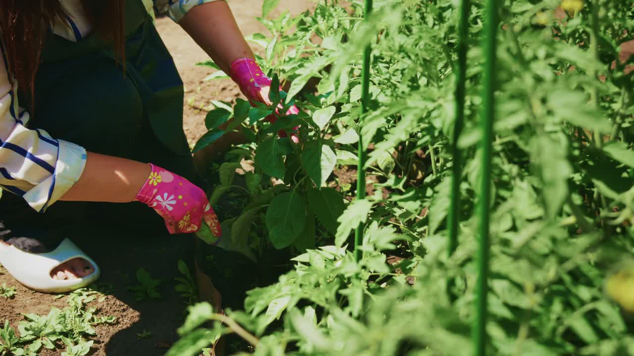 Woman Gardening with Tomatoes and Peppers