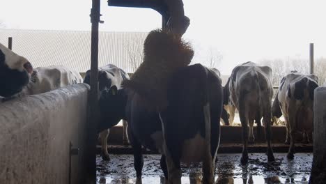 Eine-Kuh-Auf-Einem-Bauernhof-In-Einem-Stall