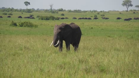 Lone-elephant-grazes-on-African-plane-while-herd-passes-in-distance