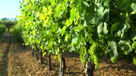 Vineyard-Grapes-Sunset-Italy-Verdicchio-White-Wine