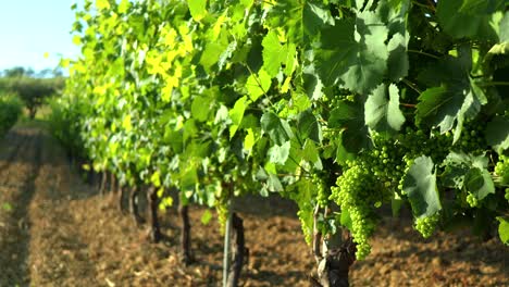 viñedo uvas atardecer italia verdicchio vino blanco