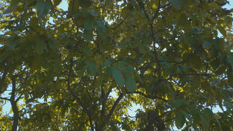 sunlight peeking through tree branches