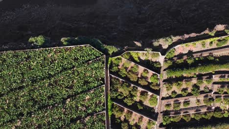 Top-downgreen-palm-trees-on-high-cliff-on-Tenerife-revealing-blue-ocean-waves-crashing-to-shore